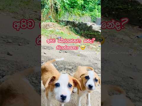 ආදරෙ! 🥺 #fypシ #puppy #love #bekind  #pets #fypシ゚viralシ #dog #cute #spreadloveandkindness #puppies