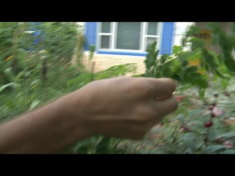 The man who is growing and foraging 100% of his food | AFP