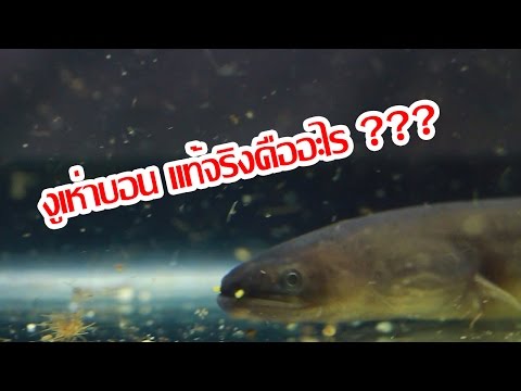 ปลาช่อนงูเห่า