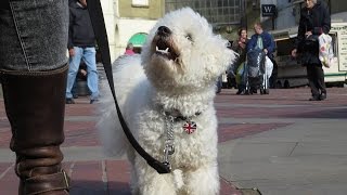 Ralph - Bichon Frise - 3 Week Residential Dog Training at Adolescent Dogs