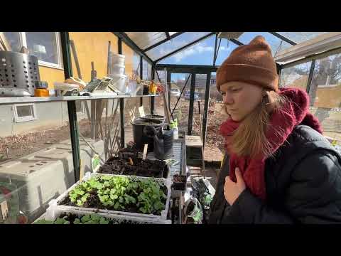 Med Theres  i kallväxthuset. Vi går igenom sådderna och pratar om växterna och teknikerna.