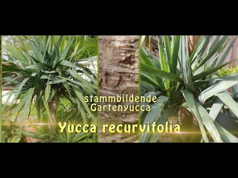 Yucca revurvifolia (stammbildende Gartenyucca)