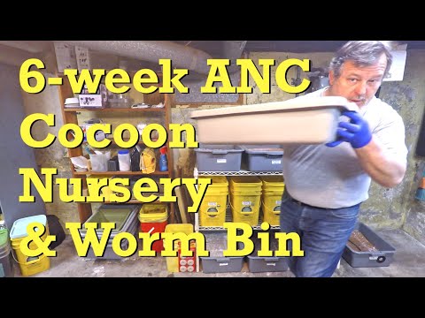 6-week African nightcrawler worm composting system & its cocoon nursery - vermicompost