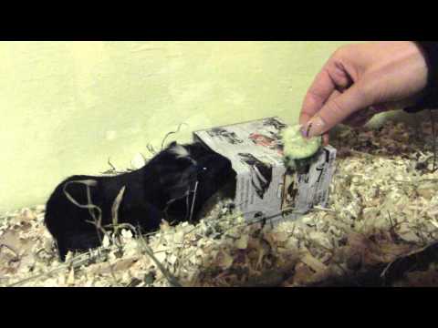 Čertík a boj o okurku