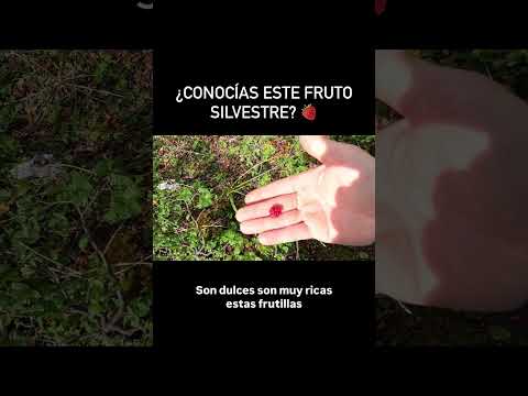 🍓Recolectando frutillas de Magallanes cerca de Ushuaia  #Patagonia #Argentina #TierradelFuego