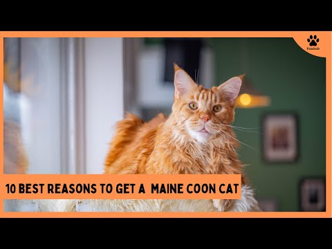 These are Definitely 10 Best Reasons to Get the Maine Coon Cat