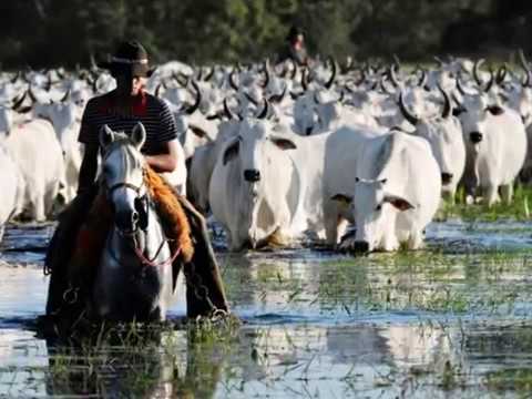 Boiadeiro Errante - Sérgio Reis