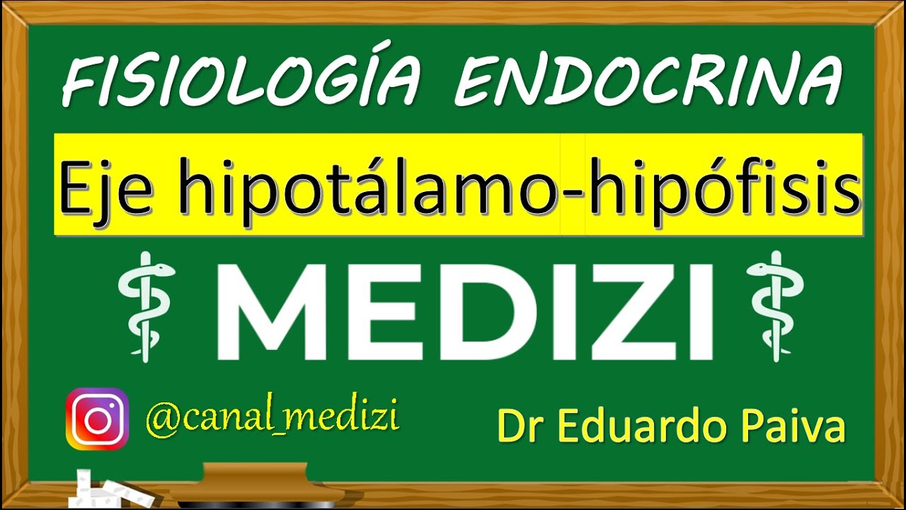 Fisiología Endocrina - Eje Hipotálamo Hipófisis (hipotálamo-hipofisario) (IG:@doctor.paiva)
