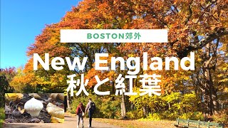 Boston郊外の秋、紅葉と個性豊かなきのこたち