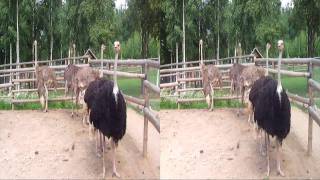 preview picture of video 'Зооград в Пушгорах. 3D zoo'