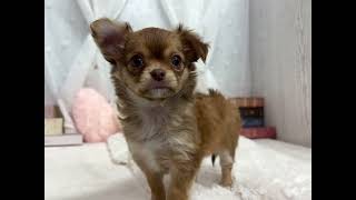 チワワ(ロング)の動画01