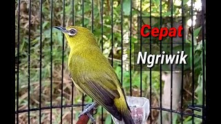 Download lagu Pleci Therapy Materials To Quickly Sound mp3 Download lagu Pleci Therapy Materials To Quickly Sound mp3