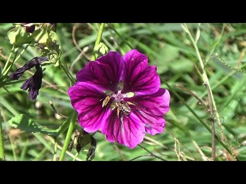 Einheimische Kräuter - Wilde Malve by Arche Denys