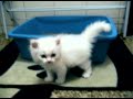SNOWBELL 1