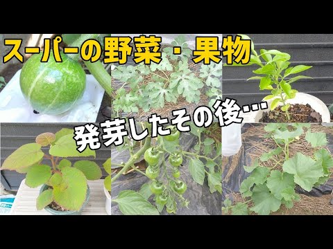 , title : 'スーパーで買った野菜・果物の種は発芽する？の続き'