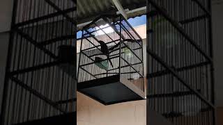 Download lagu Murai papua 3 suara 🔊 mp3