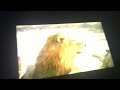 Night Time Safari Lion