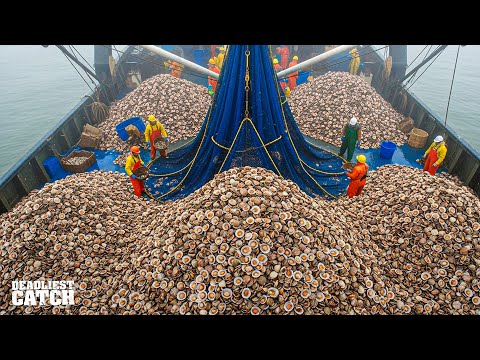 Why Harvesting 50 Tons of Scallops in 24 Hours Keeps This Maritime Port  Alive | Fishing Documentary