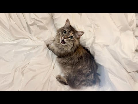 When I Wanted Was a Sweet Cat But They Sent Me a Comedian 😹  Funny Cat TV