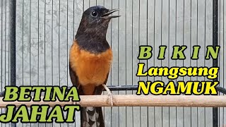 Download lagu Murai Betina JAHAT  Bikin Jantan Langsung emosi Ngamuk mp3