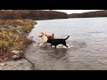 Barney Layla Maple And Bear At Lake Wanoksink 1