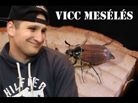 paraziták rossz vicc sisak ciszta