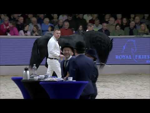 HK 2024   Kampioenskeuring oudere hengsten