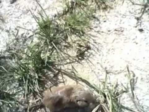 Animais,Tuco Tuco O SEVERO E O TUCO TUCO