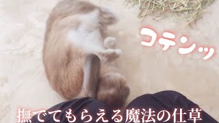 撫でてほしくて飼い主の目の前でコテン寝アピールするあざといウサギ