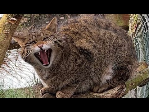 Scottish Wildcat - one of the rarest animals in the world