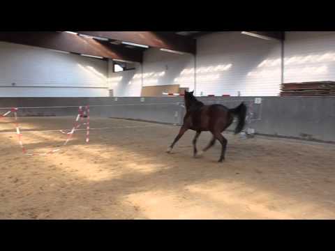 08 Carentan x Celda Mare hunter