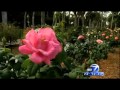 Mable Ringling S Incredible Rose Garden