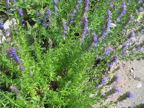 Isop är en bra blomma för  bin, humlor och fjärilar.