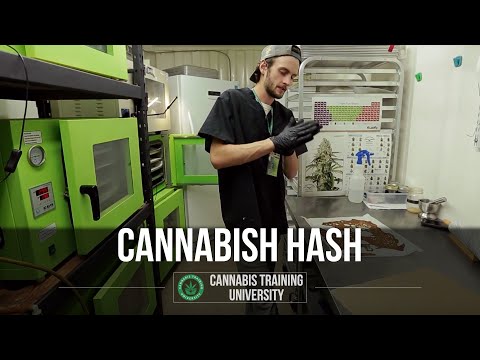 How to Remove Butane From Cannabis Hash - Cannabis Training University-BHO-Butane Hash Oil
