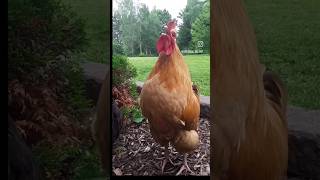 Download lagu Please full watch this vedo #comedy #maza #battle #viralnow #maza #funny #moreviews #subscribers mp3