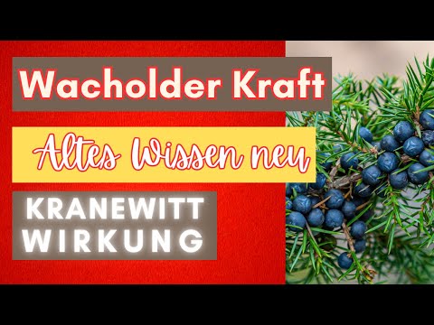 Wacholder: Das vergessene Naturheilmittel – uraltes Wissen, das heute wieder Wunder wirkt