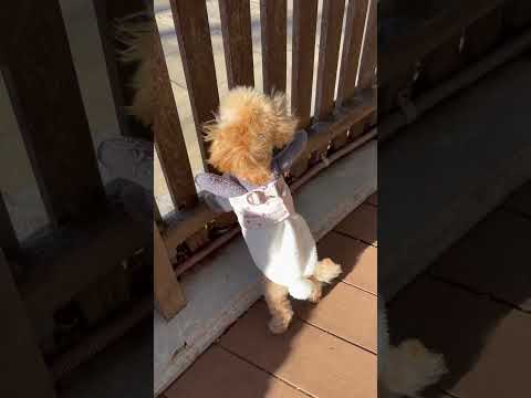 経営学科 ジェラートピケの服を着たトイプードル　 #toypoodle #トイプードル #puppy #子犬 #dogrun  #poodle #gelatopique #ジェラートピケ
