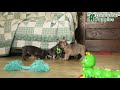 French Bulldog dogs for sale: Annie - Video 1