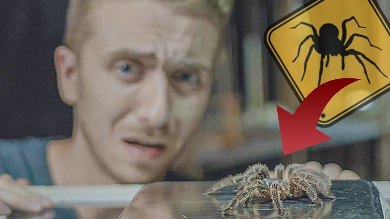 L’EXPÉRIENCE DE L’ARAIGNÉE ( c'était horrible )