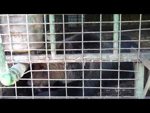 Brown bear in quarantaine at Libearty, Romania.