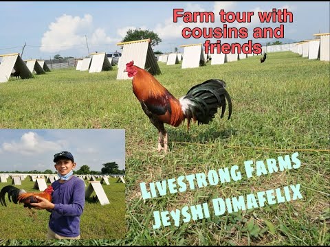 Part 1of 2:  Farm Tour @ LIVESTRONG FARMS of Jeyshi Dimafelix (vlog#4)