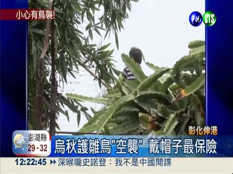 烏秋凌空攻擊 騎士嚇到摔斷手