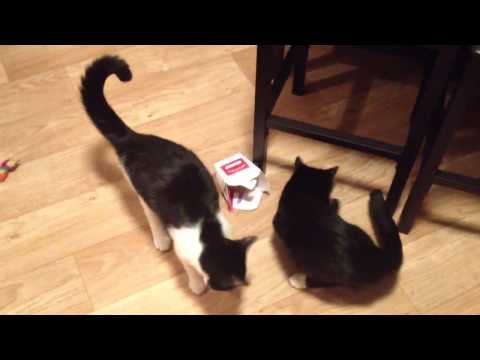 download lagu mp3 mp4 Fortune Cookie Cat Toy, download lagu Fortune Cookie Cat Toy gratis, unduh video klip Fortune Cookie Cat Toy