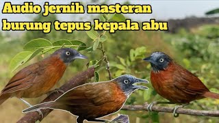 Download lagu 🔴Clear audio mastering the sound of the Abu Gacor head tepus bird mp3 Download lagu 🔴Clear audio mastering the sound of the Abu Gacor head tepus bird mp3