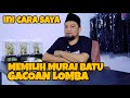 MEMILIH MURAI BATU UNTUK GACOAN LOMBA