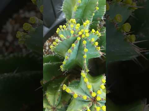 マーティンのトウダイグサ、ユーフォルビア x マティーニ