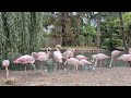 Greater Flamingo Flock At Zoo Wroclaw Social Interactions And Evening Feed