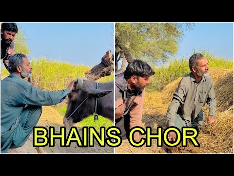 BHAINS 🐃 OR CHOR 😂 | Mr Aziza Funny Video
