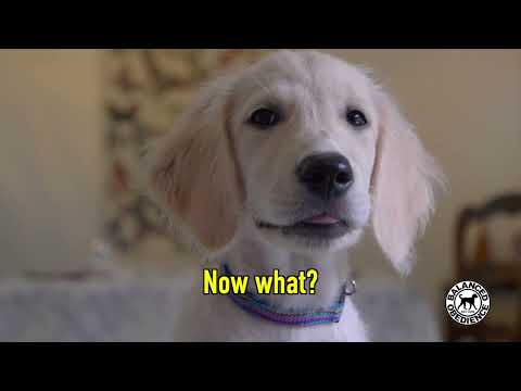 Balanced Obedience video.