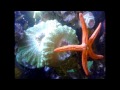 timelapse of an orange linckia starfish feeding on fish ...